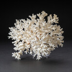 Genuine Birds Nest Coral // 360 g