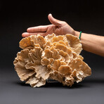 Genuine Brown Lettuce Coral // 1.2 lb