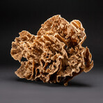 Genuine Brown Lettuce Coral // 7 lb