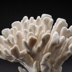 Genuine Cat's Paw Coral // 7.4 lb