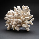 Genuine Cat's Paw Coral // 4.1 lb