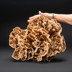 Genuine Brown Lettuce Coral // 7 lb