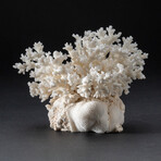 Genuine Birds Nest Coral // 426.3 g