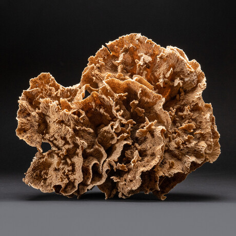 Genuine Brown Lettuce Coral // 7 lb