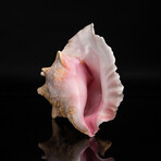 Genuine Queen Conch Shell // 4 lb