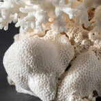 Genuine Birds Nest Coral // 426.3 g