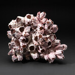 Genuine Purple Acorn Barnacle Coral // 4 lb