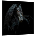 Black Equine Attraction // Frameless Free Floating Tempered Glass Panel Graphic Wall Art