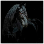 Black Equine Attraction // Frameless Free Floating Tempered Glass Panel Graphic Wall Art