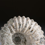 Genuine Ammonite (Douvilleiceras) Fossil from Madagascar // 230 g
