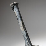 Genuine Natural Tarbosaurus bataar Dinosaur Leg Bone displayed on Marble // 6 lbs