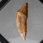 Genuine Natural Large Carcharodontosaurus Dinosaur Tooth with Display Case // 11 g
