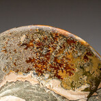 Genuine Calcified Ammonite on Matrix Opalized // 4.3 lbs