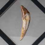 Genuine Natural Large Carcharodontosaurus Dinosaur Tooth with Display Case // 9.7 g