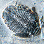 Small Genuine Trilobite (Elrathia Kingi) Fossil in Matrix from Utah // 67.4 g