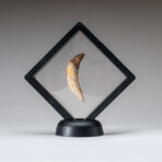 Genuine Natural Large Carcharodontosaurus Dinosaur Tooth with Display Case // 10 g