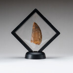 Genuine Natural Mosasaurus Dinosaur Tooth with Display Case // 20.6 g