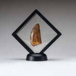Genuine Natural Mosasaurus Dinosaur Tooth with Display Case // 20.6 g