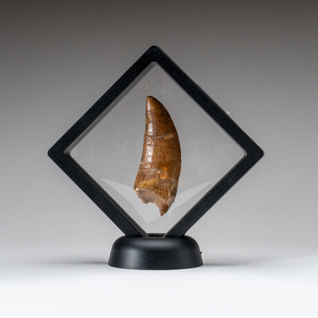 Genuine Natural Mosasaurus Dinosaur Tooth with Display Case // 18.2 g