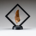 Genuine Natural Mosasaurus Dinosaur Tooth with Display Case // 18.2 g