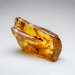Natural Gem-quality Polished Amber with Insects and Organic Inclusions // 386.7 g