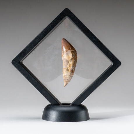 Genuine Natural Large Carcharodontosaurus Dinosaur Tooth with Display Case // 11 g