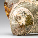 Genuine Calcified Ammonite on Matrix Opalized // 4.3 lbs