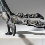 Genuine Natural Tarbosaurus bataar Dinosaur Leg Bone displayed on Marble // 6 lbs