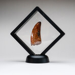 Genuine Natural Mosasaurus Dinosaur Tooth with Display Case // 21.1 g