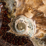 Genuine Calcified Ammonite on Matrix Opalized // 4 lbs