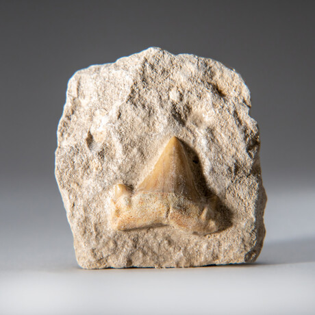 Genuine Small Pre-Historic (Otodus obliquus) Shark Tooth in Matrix // 93.5 g