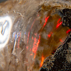 Genuine Calcified Ammonite on Matrix Opalized // 3.4 lbs