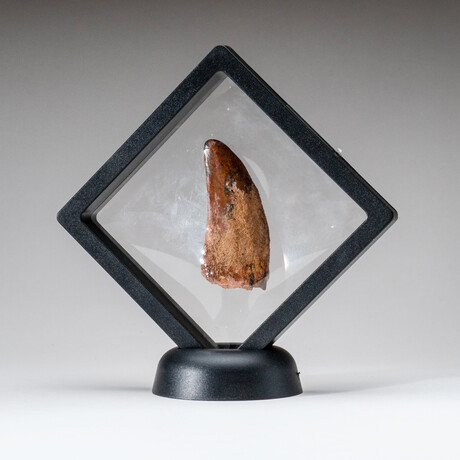 Genuine Natural Mosasaurus Dinosaur Tooth with Display Case // 21.1 g