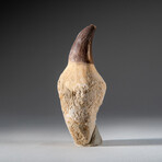 Genuine Mosasaur Dinosaur Tooth and Root with acrylic display stand