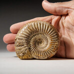 Genuine Jurassic Ammonite (Kranosphinctites) Fossil from Madagascar // 80 g