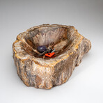Genuine Polished Petrified Wood Bowl // 16.4 lbs
