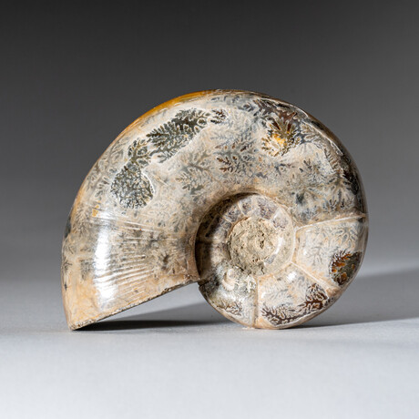 Genuine Calcified Ammonite Opalized // 245.6 g