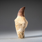 Genuine Mosasaur Dinosaur Tooth and Root with Acrylic Display Stand // 44.7 g