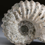 Genuine Ammonite (Douvilleiceras) Fossil from Madagascar // 230 g