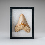 Large Genuine Megalodon Shark Tooth from Indonesia // 251 g