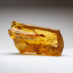 Natural Gem-quality Polished Amber with Insects and Organic Inclusions // 386.7 g