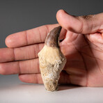 Genuine Mosasaur Dinosaur Tooth and Root with acrylic display stand