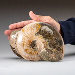 Genuine Calcified Ammonite on Matrix Opalized // 3.4 lbs