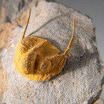 Genuine  Devonian Trilobite on Matrix // 233.5 g
