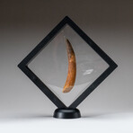 Genuine Natural Spinosaurus Dinosaur Tooth with Display Case // 30 g