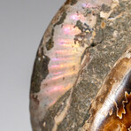 Genuine Calcified Ammonite on Matrix Opalized // 4 lbs