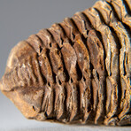 Genuine Single Flexicalymene Trilobite Fossil with Black Velvet Pouch // 58.1 g