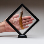 Genuine Natural Spinosaurus Dinosaur Tooth with Display Case // 30 g