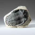 Genuine Single Metacanthina Issoumourensis Trilobite Fossil in Matrix with Black Velvet Pouch // 97.7 g