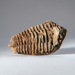 Genuine Single Flexicalymene Trilobite Fossil with Black Velvet Pouch // 58.1 g